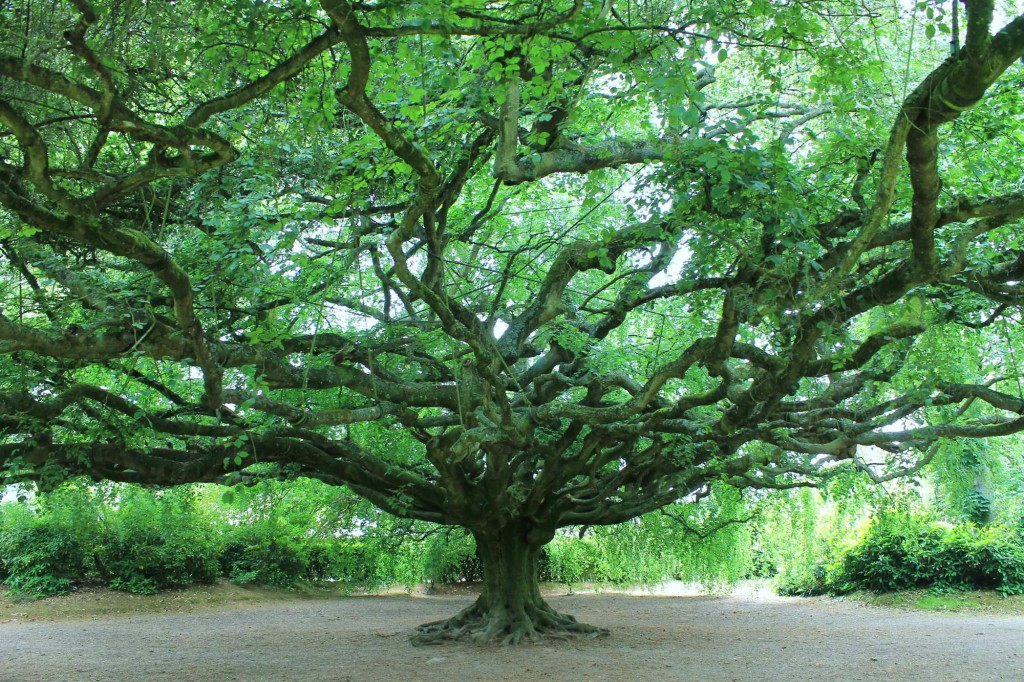 Congres Des Arbres Remarquables De France 5 6 Et 7 Septembre 2014 Patrimoine Environnement