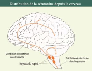 grande-distribution-serotonien-cerveau-2