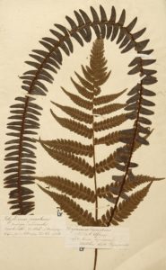 Polypodium_0020_ly